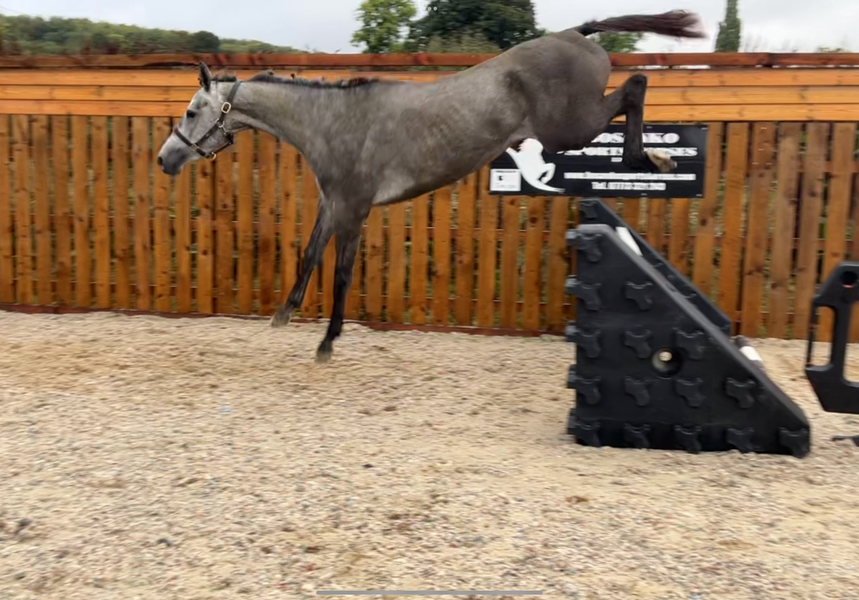 Bosanko Sports Horses | Cohinhoor vdl(cornet oblensky x stakatto)x ...