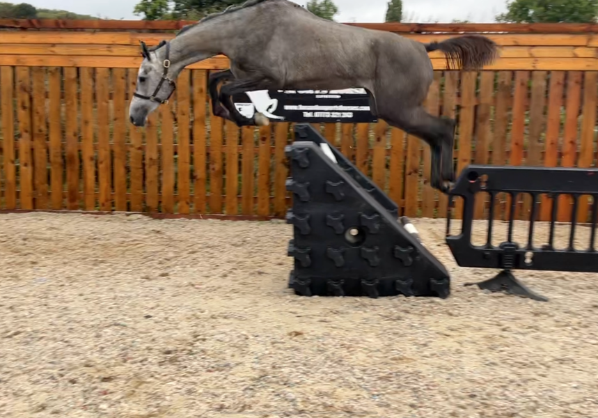 Bosanko Sports Horses | Cohinhoor vdl(cornet oblensky x stakatto)x ...