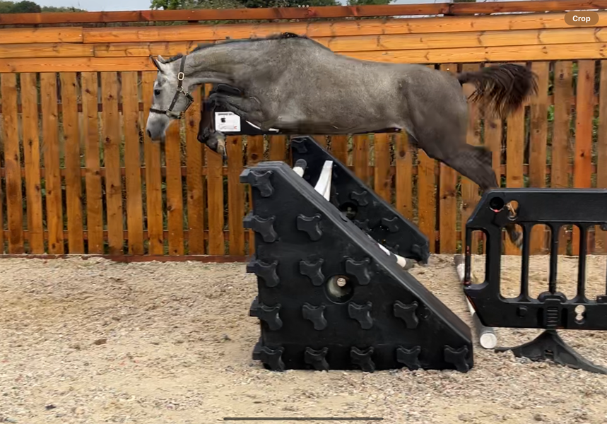 Bosanko Sports Horses | Cohinhoor vdl(cornet oblensky x stakatto)x ...